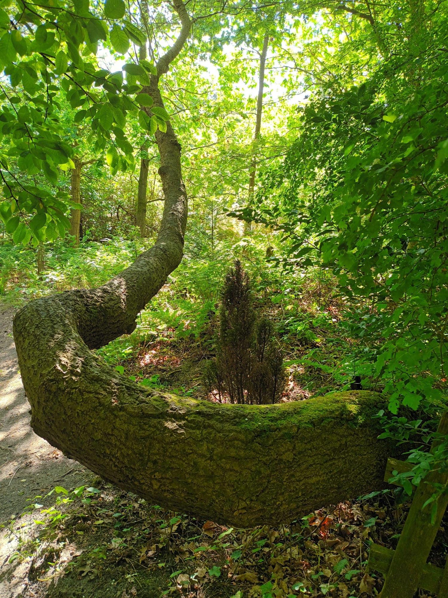Titelbild für Green Meditation - Achtsamkeit in der Natur
Grundseminar